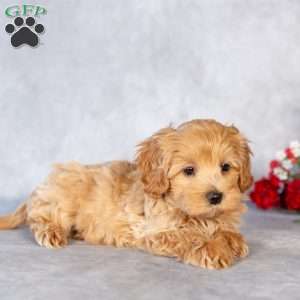 Edison, Maltipoo Puppy